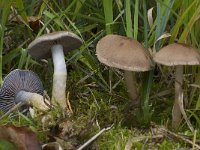 Cortinarius anomalus 2, Vaaggegordelde gordijnzwam, Saxifraga-Willem van Kruijsbergen