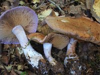 Cortinarius anserinus 2, Geurende gordijnzwam, Saxifraga-Lucien Rommelaars