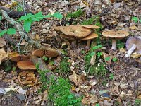 Cortinarius anserinus 4, Geurende gordijnzwam, Saxifraga-Lucien Rommelaars