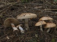 Cortinarius argutus var  fraudulosus 3, Saxifraga-Willem van Kruijsbergen