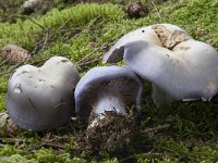 Cortinarius juranus 3, Saxifraga-Willem van Kruijsbergen