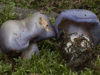 Cortinarius juranus 4, Saxifraga-Willem van Kruijsbergen