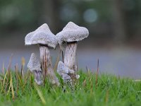 Cortinarius paleifer 6, Paarse pelargoniumgordijnzwam, Saxifraga-Luuk Vermeer