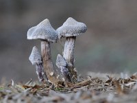 Cortinarius paleifer 8, Paarse pelargoniumgordijnzwam, Saxifraga-Luuk Vermeer