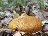 Cortinarius semisanguineus, Surprise Webcap