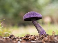 Cortinarius violaceus 10, Violette Gordijnzwam, Saxifraga-Luuk Vermeer