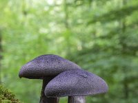 Cortinarius violaceus 8, Violette Gordijnzwam, Saxifraga-Luuk Vermeer