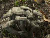 Craterellus cinereus 3, Grijze trechtercantharel, Saxifraga-Willem van Kruijsbergen