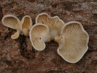 Crepidotus cesatii 2, Rondsporige oorzwam, Saxifraga-Marijke Verhagen