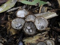 Cyathus striatus 7, Gestreept nestzwammetje, Saxifraga-Luuk Vermeer