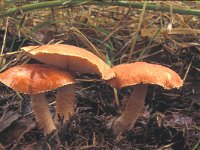 Cystoderma cinnabarinum