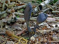 Elaphocordyceps ophioglossoides