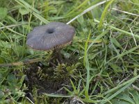 Entoloma longistriatum 3, Vaalgeel staalsteeltje, Saxifraga-Willem van Kruijsbergen