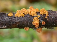 Favolaschia calocera 3, Saxifraga-Luuk Vermeer