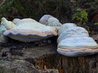 Fomes fomentarius 29, Echte tonderzwam, Saxifraga-Tom Heijnen