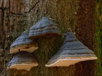 Fomes fomentarius 7, Echte tonderzwam, Saxifraga-Jan Nijendijk