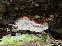 Fomitopsis pinicola 22, Roodgerande houtzwam, Saxifraga-Luuk Vermeer