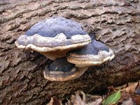 Ganoderma adspersum