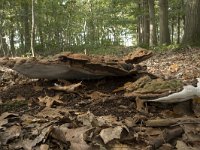 Ganoderma adspersum 10, Dikrandtonderzwam, Saxifraga-Willem van Kruijsbergen