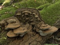 Ganoderma lipsiense 17, Platte tonderzwam, Saxifraga-Willem van Kruijsbergen