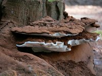 Ganoderma lipsiense 19, Platte tonderzwam, Saxifraga-Tom Heijnen