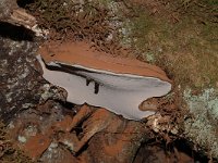 Ganoderma lipsiense 2, Platte tonderzwam, Saxifraga-Jan van der Straaten