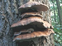 Ganoderma lipsiense 3, Platte tonderzwam, Saxifraga-Jan van der Straten