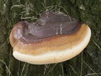 Ganoderma resinaceum 17, Harslakzwam, Saxifraga-Willem van Kruijsbergen