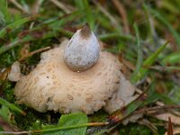 Geastrum minimum