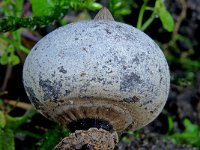 Geastrum pectinatum 2, Grote aardster, Saxifraga-Lucien Rommelaars