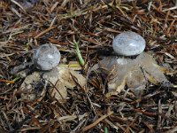 Geastrum pectinatum 5, Grote aardster, Saxifraga-Luuk Vermeer