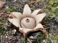 Geastrum triplex 11, Gekraagde aardster, Saxifraga-Luuk Vermeer