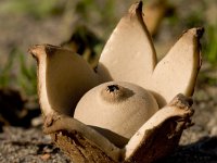 Geastrum triplex 5, Gekraagde aardster, Saxifraga-Jan Nijendijk