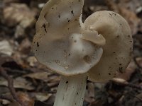 Helvella crispa 16, Witte kluifzwam, Saxifraga-Willem van Kruijsbergen