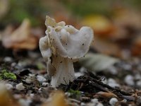 Helvella crispa 23, Witte kluifzwam, Saxifraga-Luuk Vermeer