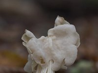 Helvella crispa 3, Witte kluifzwam, Saxifraga-Luc Hoogenstein