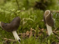 Helvella elastica 5, Holsteelkluifzwam, Saxifraga-Willem van Kruijsbergen