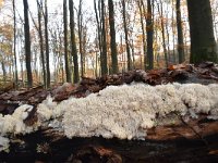 Hericium coralloides 17, Kammetjesstekelzwam, Saxifraga-Luuk Vermeer