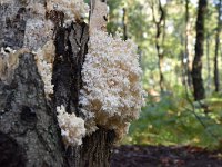 Hericium coralloides 27, Kammetjesstekelzwam, Saxifraga-Luuk Vermeer