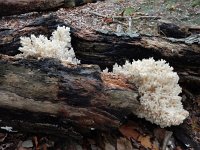 Hericium coralloides 39, Kammetjesstekelzwam, Saxifraga-Ed Stikvoort