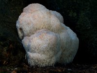 Hericium erinaceus 12, Pruikzwam, Saxifraga-Jan Nijendijk