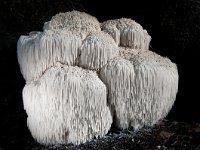 Hericium erinaceus 16, Pruikzwam, Saxifraga-Luuk Vermeer