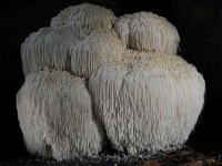 Hericium erinaceus 22, Pruikzwam, Saxifraga-Luuk Vermeer