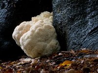 Hericium erinaceus 6, Pruikzwam, Saxifraga-Jan Nijendijk