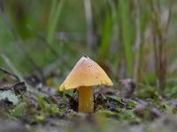 Hygrocybe acutoconica 4, Puntmutswasplaat, Saxifraga-Luuk Vermeer