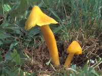 Hygrocybe acutoconica 6, Puntmutswasplaat, Saxifraga-Jan van der Straten