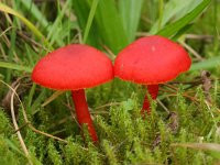 Hygrocybe miniata 3, Gewoon vuurzwammetje, Saxifraga-Jaap Schelvis