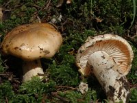 Hygrophorus erubescens var persicolor 2, Saxifraga-Marijke Verhagen