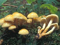 Hypholoma capnoides