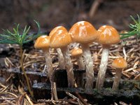 Hypholoma dispersum